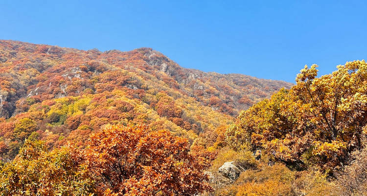 【北京一周一山·秋林铺】京西秋日限定 | 闯入秋林铺的童话森林，踩碎一地阳光