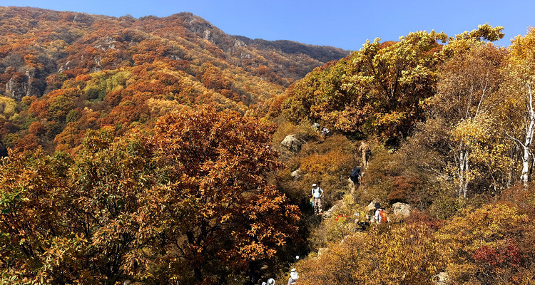 【北京一周一山·秋林铺】京西秋日限定 | 闯入秋林铺的童话森林，踩碎一地阳光