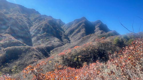 【北京一周一山·香屯】早鸟优惠来袭丨千亩板栗园与明代长城环抱下的徒步秘境：溪流潺潺，长城蜿蜒，感受山谷间的纯净之美