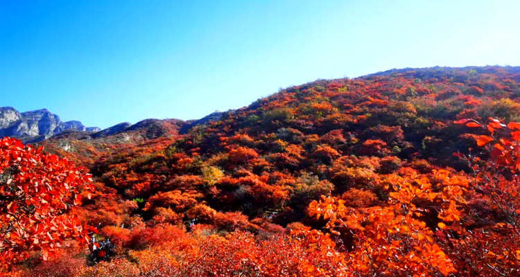 【北京一周一山·泗马沟药王谷】6公里休闲徒步丨登高赏红叶+登山泗马沟
