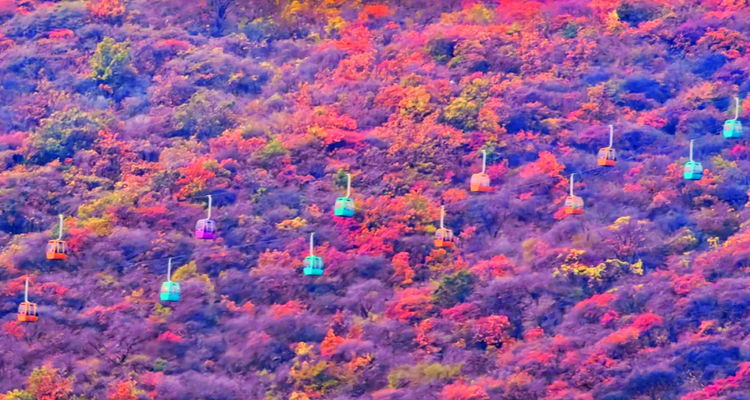 【北京一周一山·泗马沟药王谷】6公里休闲徒步丨登高赏红叶+登山泗马沟