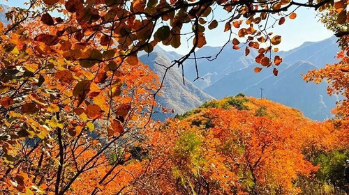 【北京一周一山·泗马沟药王谷】6公里休闲徒步丨登高赏红叶+登山泗马沟