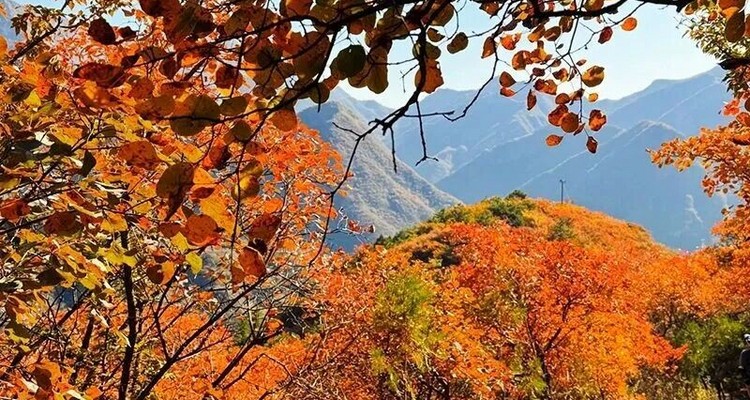 【北京一周一山·泗马沟药王谷】6公里休闲徒步丨登高赏红叶+登山泗马沟