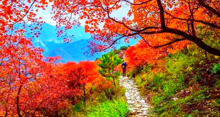 【北京一周一山·泗马沟药王谷】6公里休闲徒步丨登高赏红叶+登山泗马沟