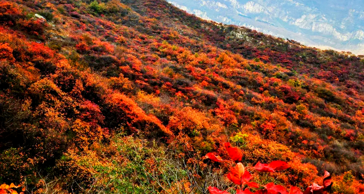 【北京一周一山·泗马沟药王谷】6公里休闲徒步丨登高赏红叶+登山泗马沟