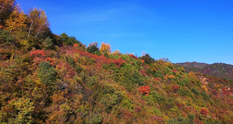 【北京一周一山·海坨山南大梁】当海坨山与秋天邂逅，那种美会惊艳到你