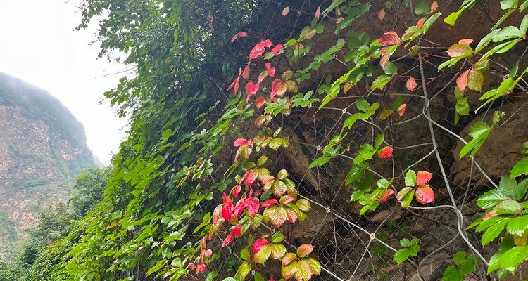 【北京一周一山·香屯】早鸟优惠来袭丨千亩板栗园与明代长城环抱下的徒步秘境：溪流潺潺，长城蜿蜒，感受山谷间的纯净之美