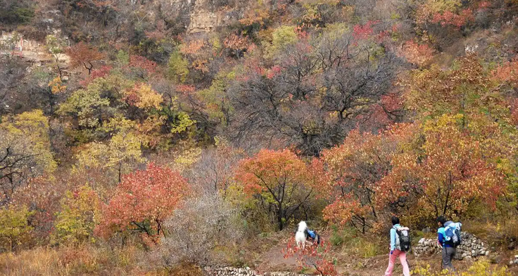【北京一周一山·黄草梁】十里草甸染金甲，七座楼头望古今：登顶黄草梁，看漫山遍野的秋日辉煌