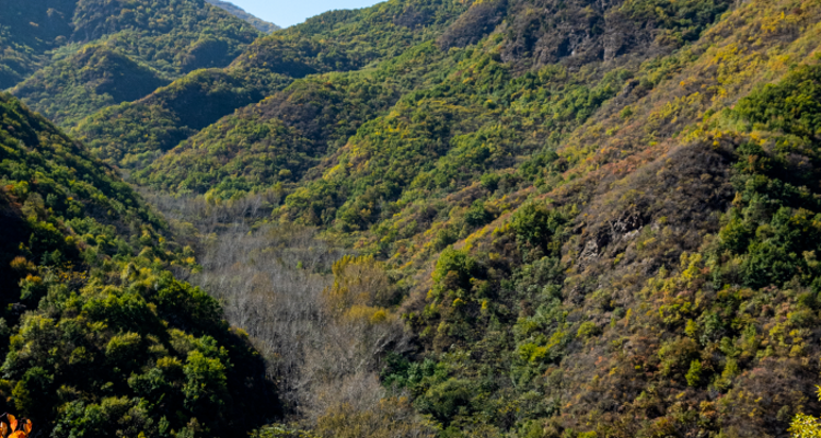 【北京一周一山·百花山】京西秘境：在百花山，遇见最绚烂的秋色画卷~