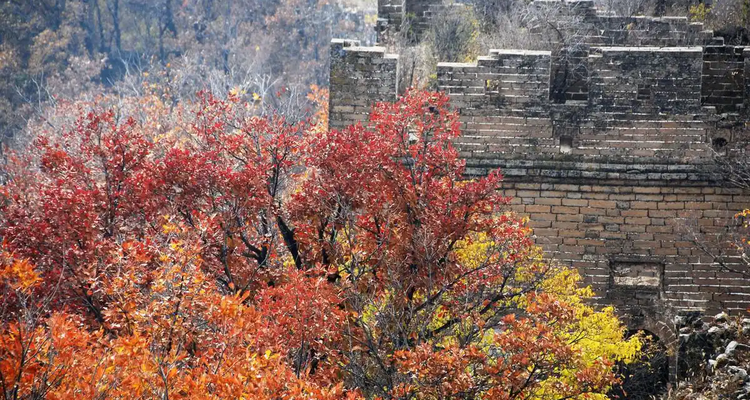 【北京一周一山·黄草梁】十里草甸染金甲，七座楼头望古今：登顶黄草梁，看漫山遍野的秋日辉煌