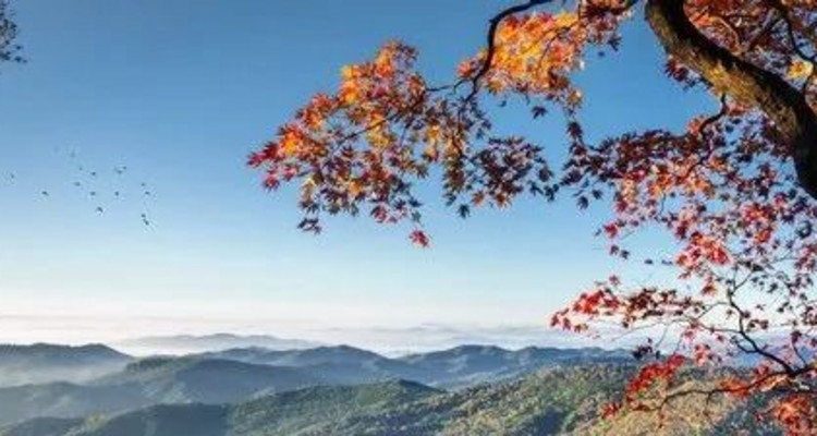 【北京一周一山·百花山】京西秘境：在百花山，遇见最绚烂的秋色画卷~