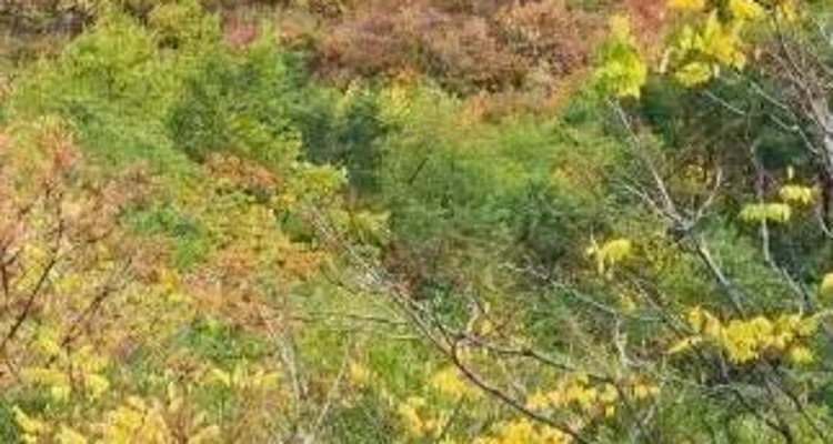 【北京一周一山·百花山】京西秘境：在百花山，遇见最绚烂的秋色画卷~