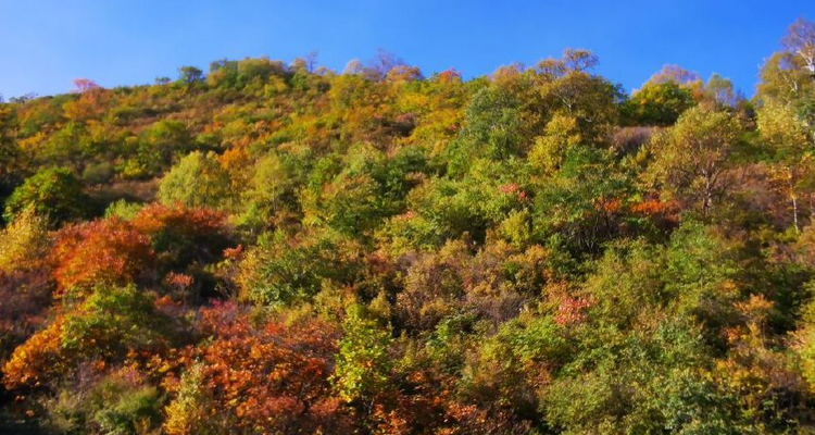 【北京一周一山·海坨山南大梁】当海坨山与秋天邂逅，那种美会惊艳到你