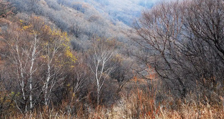 【北京一周一山·黄草梁】十里草甸染金甲，七座楼头望古今：登顶黄草梁，看漫山遍野的秋日辉煌