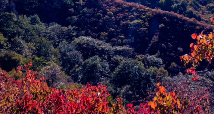 【北京一周一山·百花山】京西秘境：在百花山，遇见最绚烂的秋色画卷~